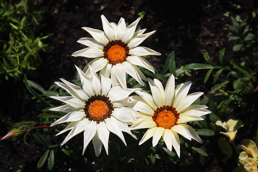 Close-up of three white gazania flowers with orange centers