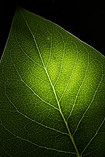 Macro Backlit Green Leaf Veins Texture on Black Background