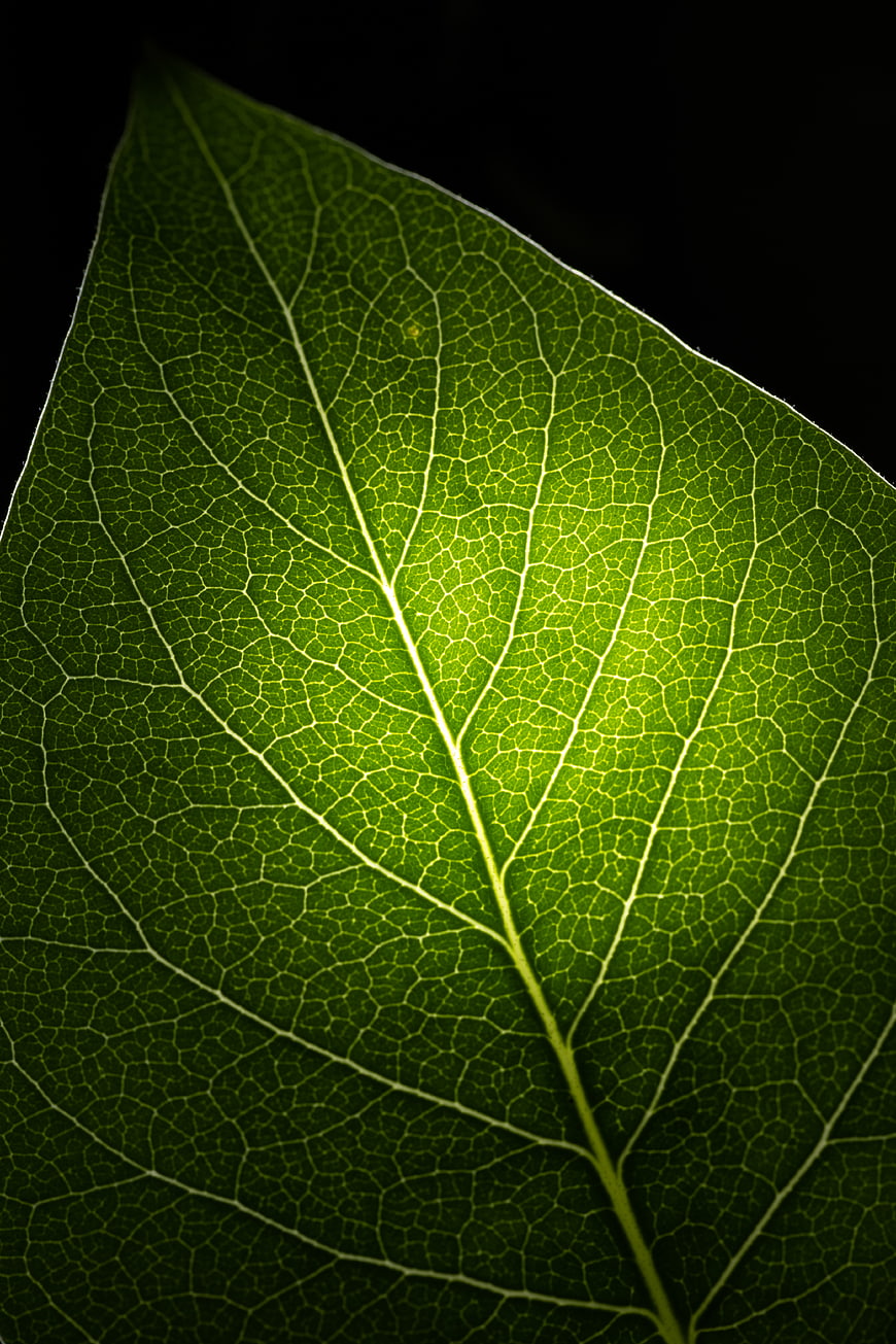 Macro Backlit Green Leaf Veins Texture on Black Background