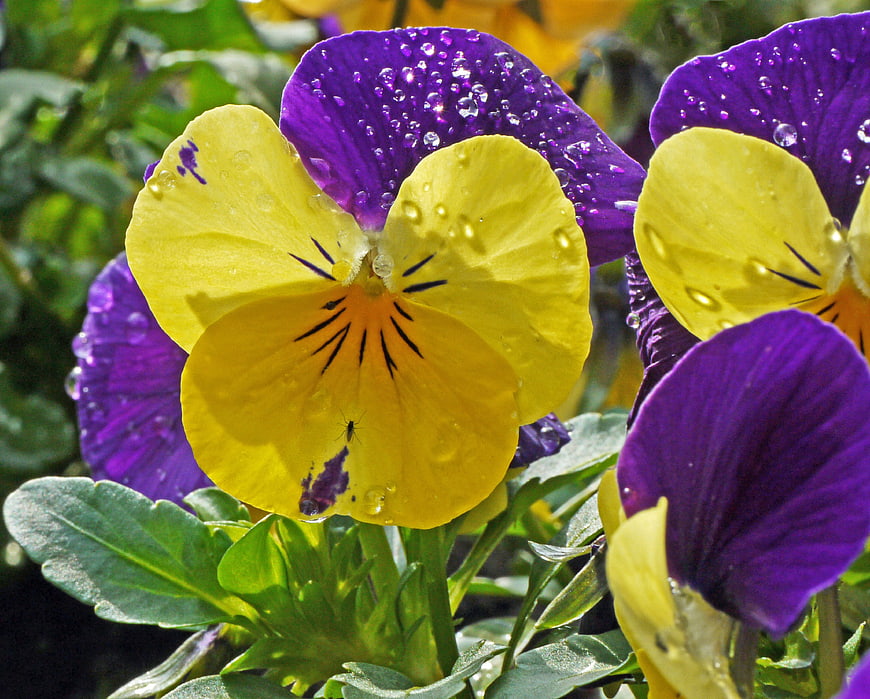 Close-up of purple and yellow pansies with water droplets
