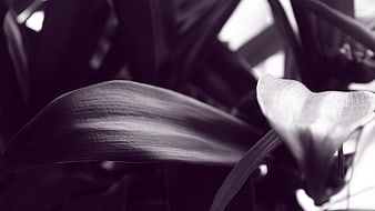 Black and white close-up of plant leaves with dramatic lighting