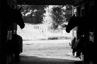 Silhouetted Horses in Stable Looking Out at Pasture