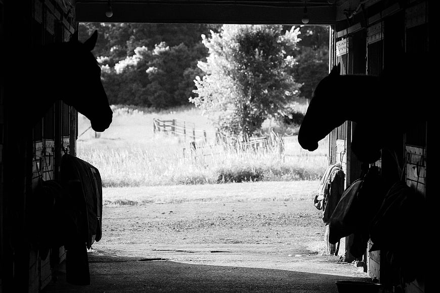 Silhouetted Horses in Stable Looking Out at Pasture