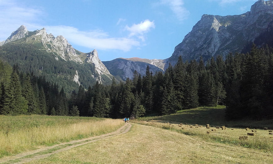 Hikers on a dirt path in a mountain meadow with pine forest