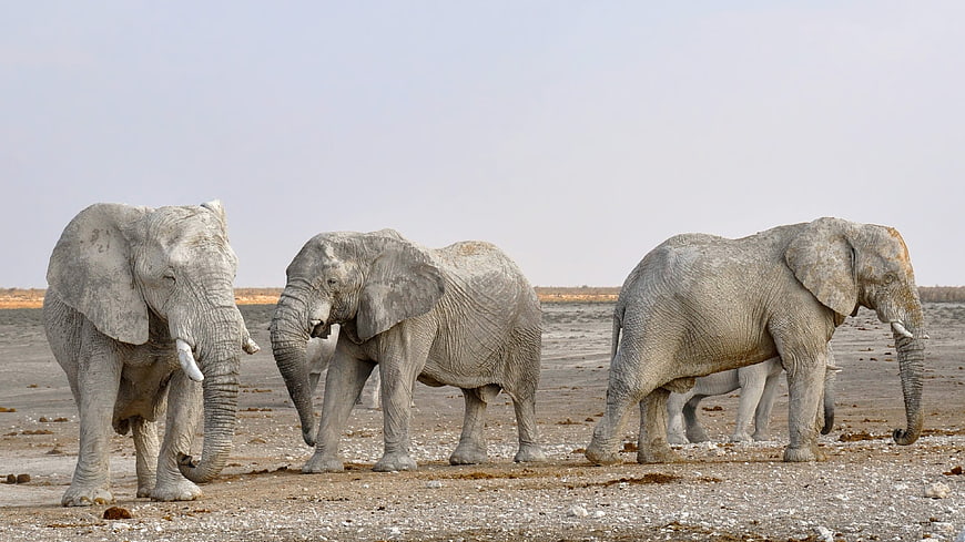 Herd of African Bush Elephants in Arid Namibian Landscape