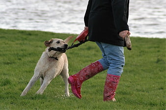 Wet dog playing tug of war with owner in rain boots