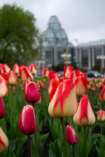 Red and Yellow Tulips with Water Droplets in Spring Garden