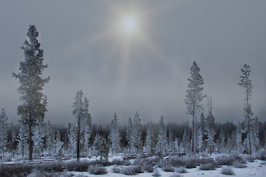 Frosty Winter Forest Landscape with Sun Rays Through Fog