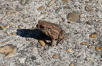 Brown toad sitting on gravel path in sunlight