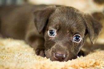 Cute brown puppy lying on beige carpet looking at camera