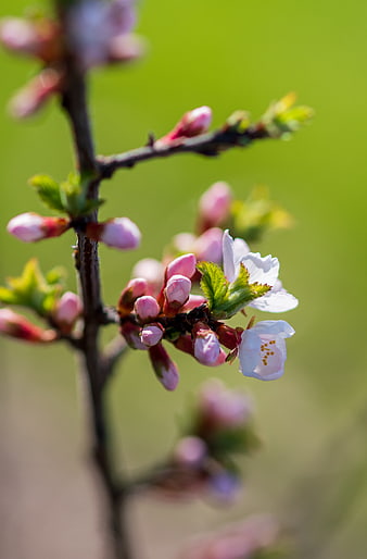 Close-up of pink cherry blossom buds and white flowers on a branch