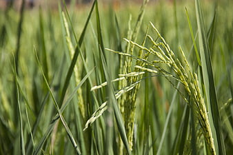 Close-up of green rice paddy plants in a field