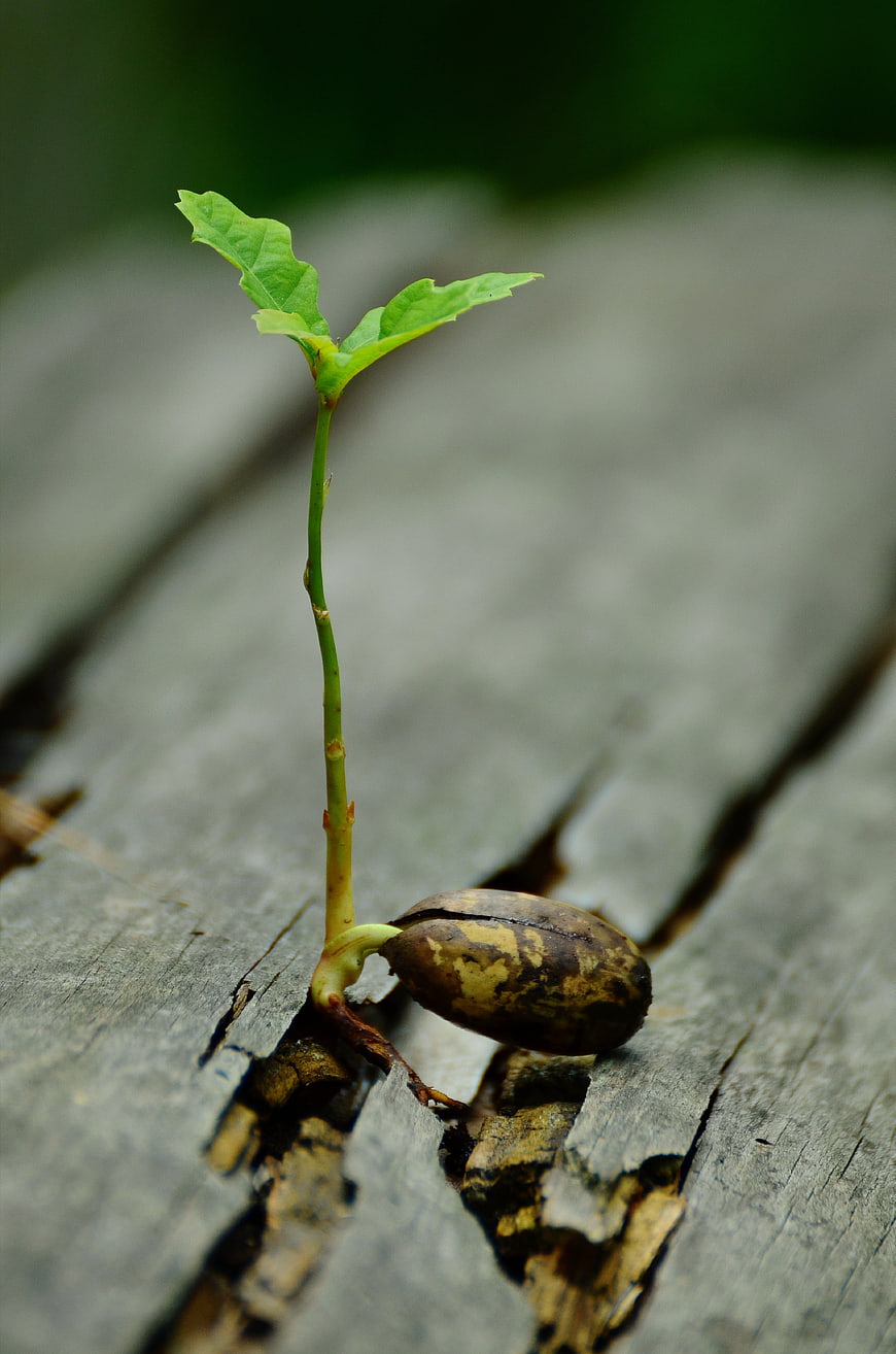 Oak seedling sprouting from acorn on weathered wood