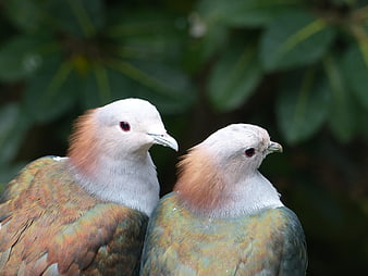 Close-up of two Pink-necked Green Pigeons with blurred foliage