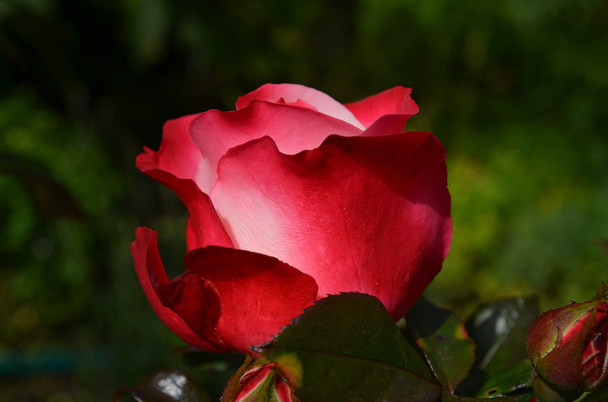 Close-up of a vibrant red and white rose bloom