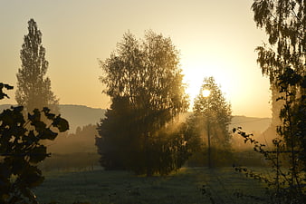 Golden Morning Sunlight Through Trees in Misty Field