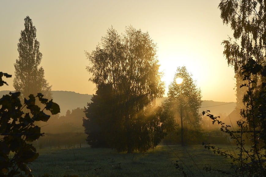 Golden Morning Sunlight Through Trees in Misty Field