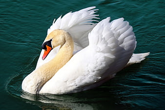 White Swan Preening Feathers on Dark Teal Water