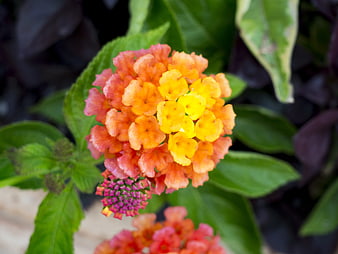 Close-up of vibrant orange and yellow Lantana flower cluster