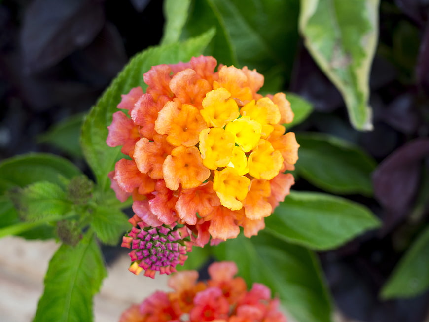 Close-up of vibrant orange and yellow Lantana flower cluster