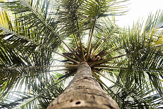 Low angle view of coconut palm tree trunk and fronds