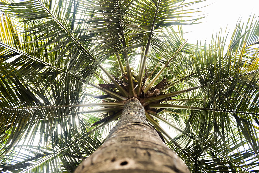 Low angle view of coconut palm tree trunk and fronds