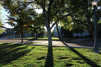 Sunlit park with trees, shadows, and modern buildings