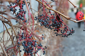 Close-up of Virginia Creeper Berries and Red Stems in Autumn