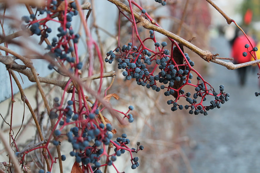 Close-up of Virginia Creeper Berries and Red Stems in Autumn