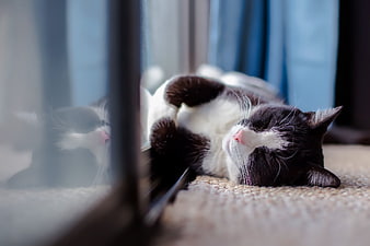 Sleeping Black and White Cat on Carpet