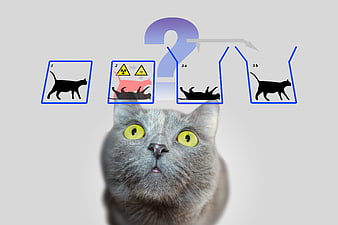 Schrödinger's Cat Quantum Mechanics Concept With Silhouettes
