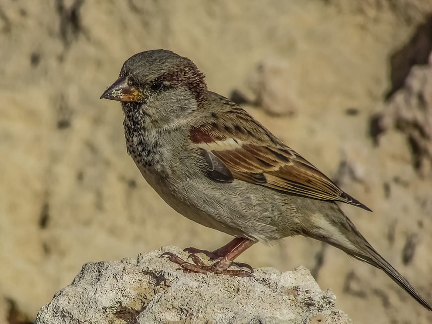 Close-up of a House Sparrow Perched on a Rock
