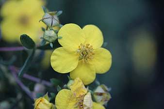 Close-up of bright yellow wildflower with green buds