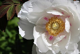 Close-up of a white peony with yellow stamens and pink blush