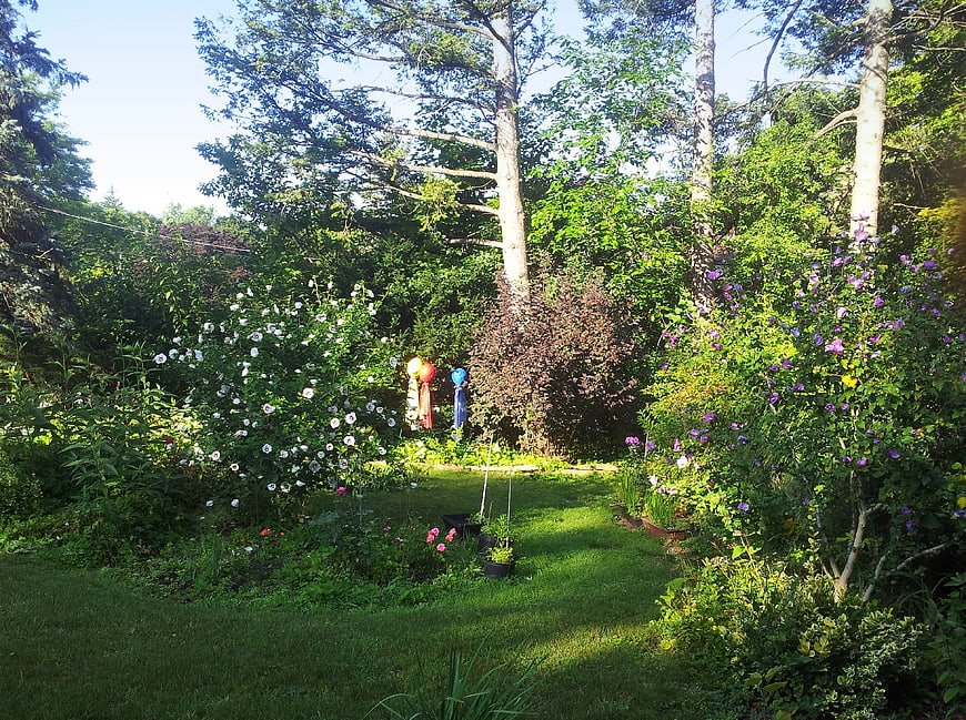 Lush Summer Garden with White and Purple Roses