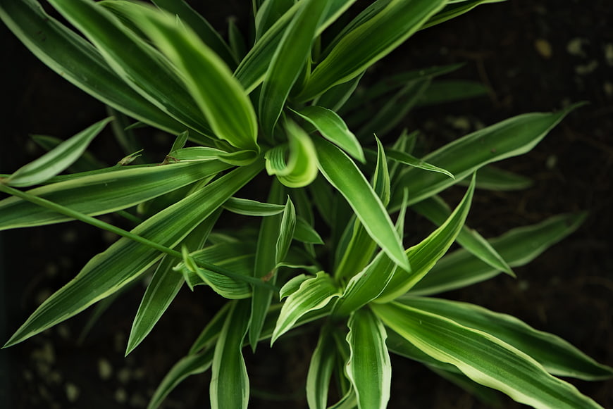 Top View of Variegated Green Leaves on Dark Soil