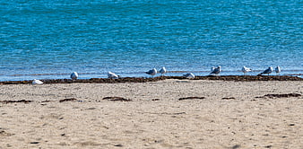 Seagulls resting on sandy beach shoreline with blue ocean water