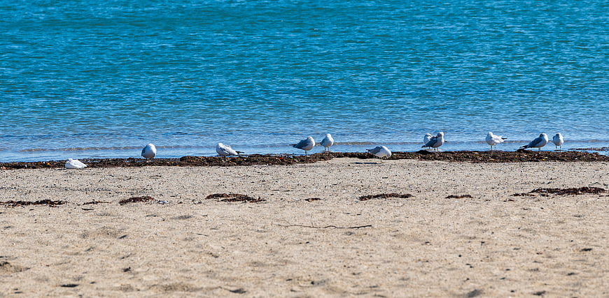 Seagulls resting on sandy beach shoreline with blue ocean water
