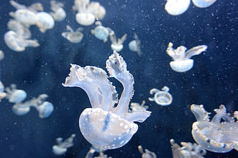 Spotted jellyfish swimming in deep blue ocean water