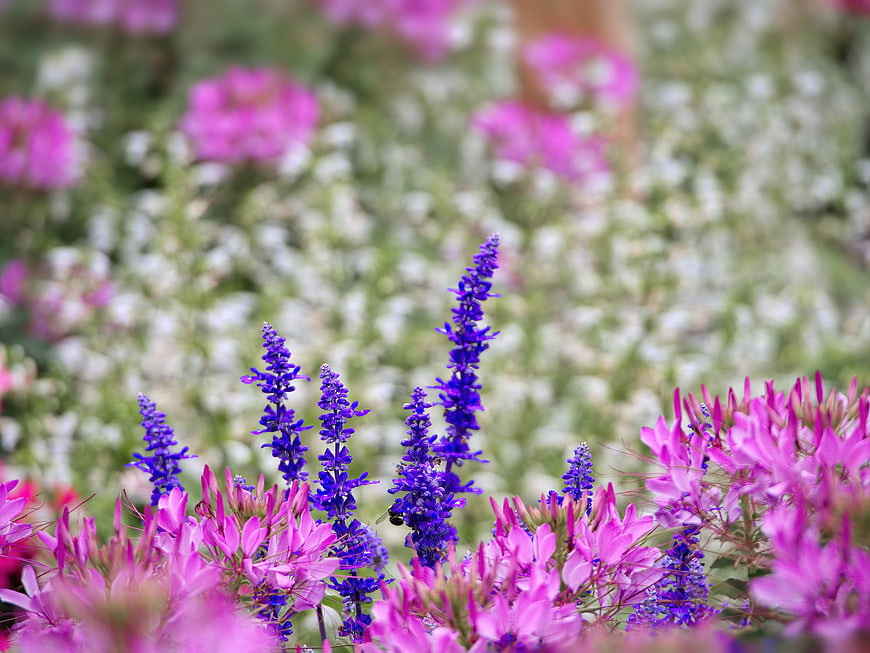 Vibrant Purple Salvia and Pink Spider Flowers in Garden