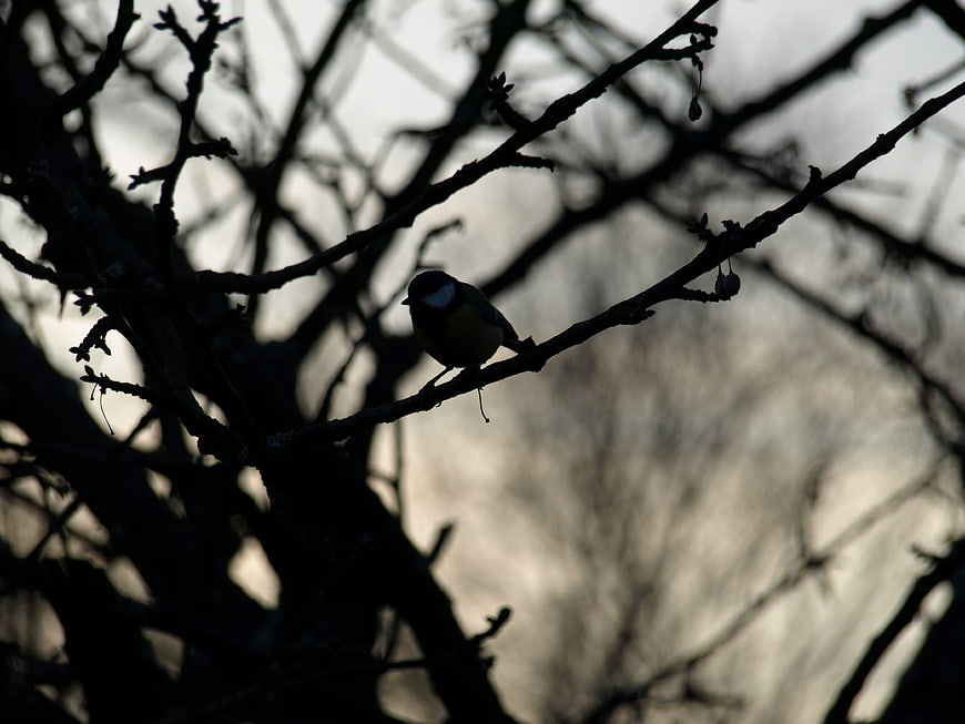 Silhouette of a Great Tit perched on a bare tree branch