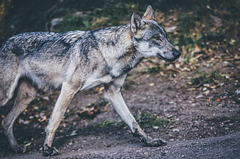Gray Wolf Walking on Forest Path in Autumn