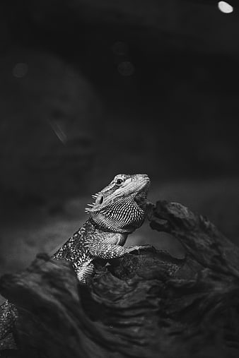 Black and white portrait of bearded dragon on wood