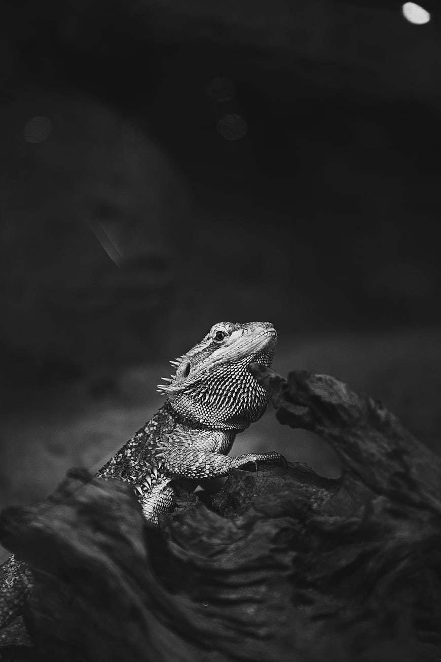 Black and white portrait of bearded dragon on wood