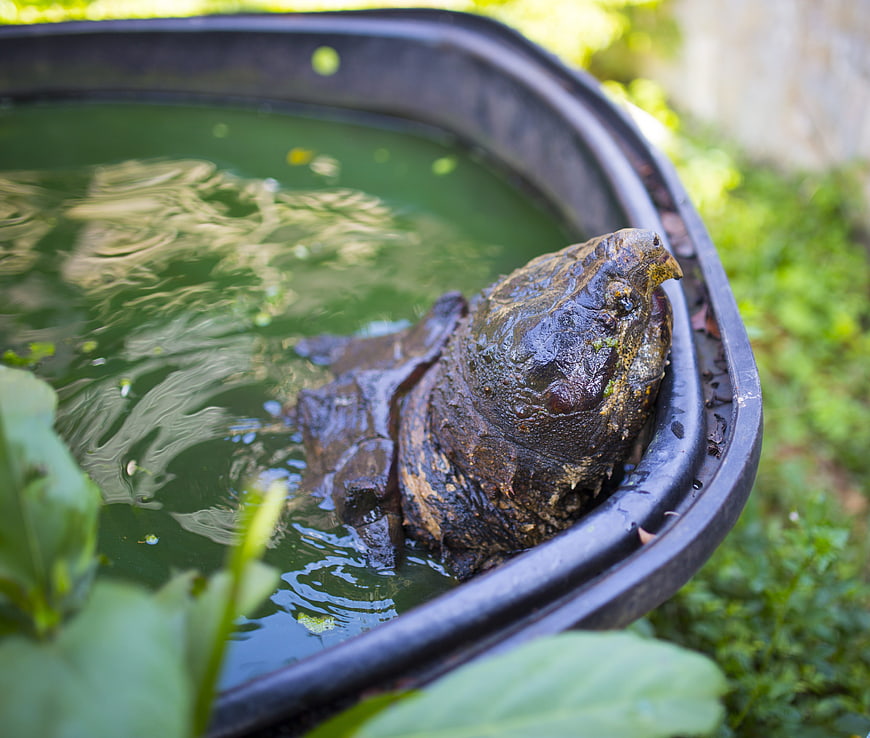 Close-up of a large alligator snapping turtle in a tub