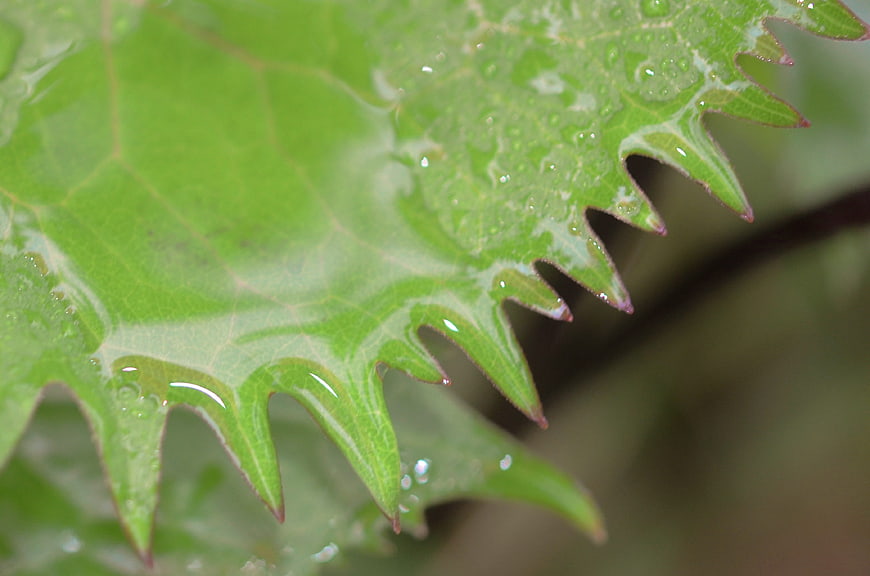 Close-up of wet green leaf with water droplets