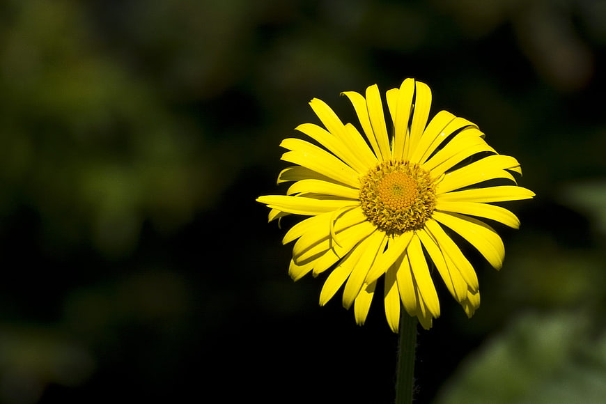 Close-up of a bright yellow flower against a dark background