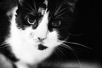 Close-up black and white portrait of a tuxedo cat