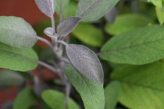 Close-up of fresh sage leaves with purple veins