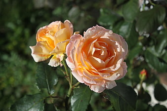 Close-up of two peach and yellow roses in sunlight
